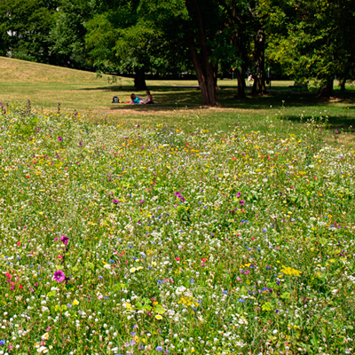 łąka kwietna w parku